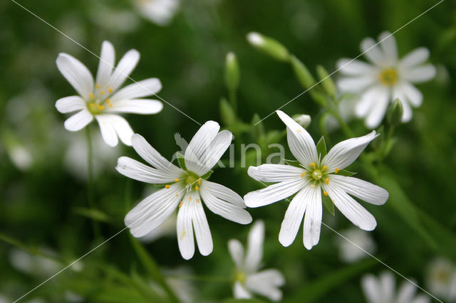 Greater Stitchwort (Stellaria holostea)