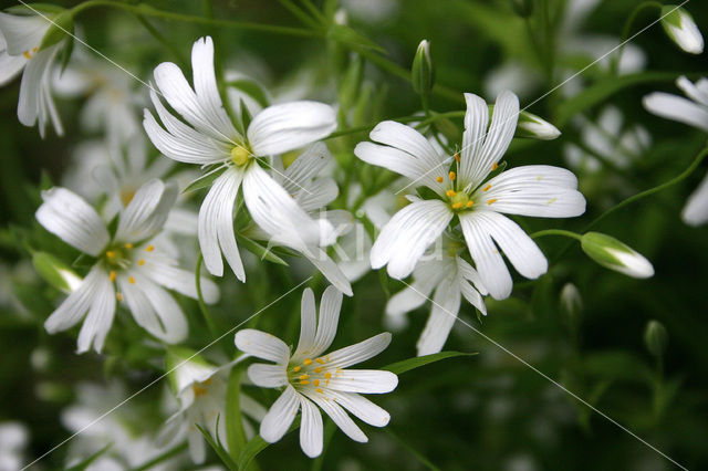 Greater Stitchwort (Stellaria holostea)