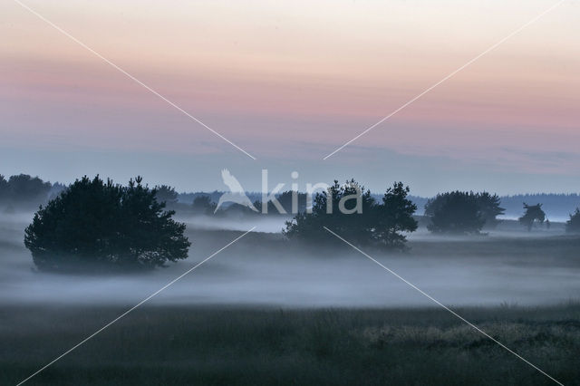 Scots Pine (Pinus sylvestris)