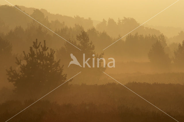Scots Pine (Pinus sylvestris)