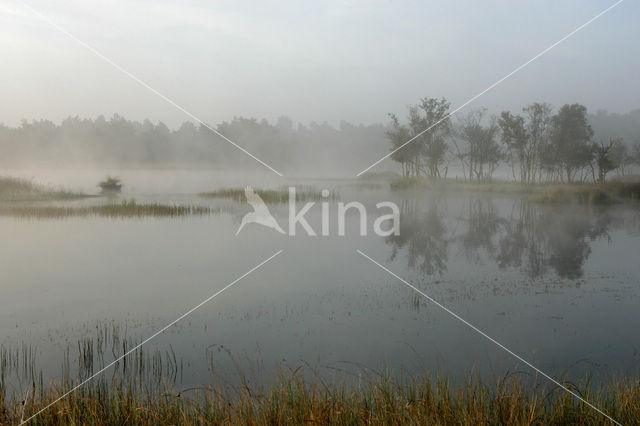 Scots Pine (Pinus sylvestris)