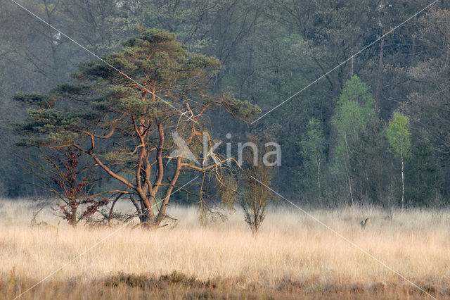 Grove den (Pinus sylvestris)