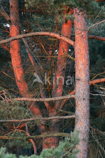 Scots Pine (Pinus sylvestris)