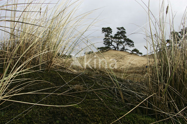 Scots Pine (Pinus sylvestris)
