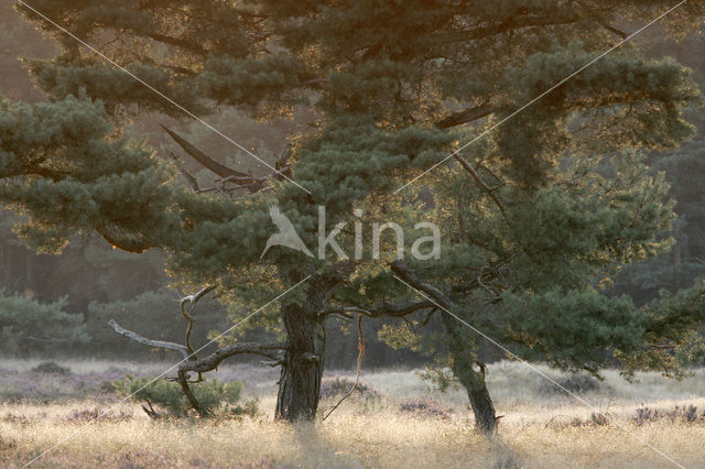 Scots Pine (Pinus sylvestris)