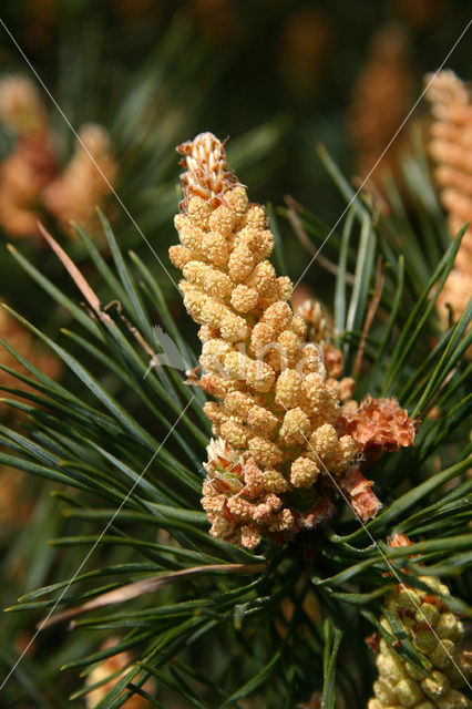 Scots Pine (Pinus sylvestris)