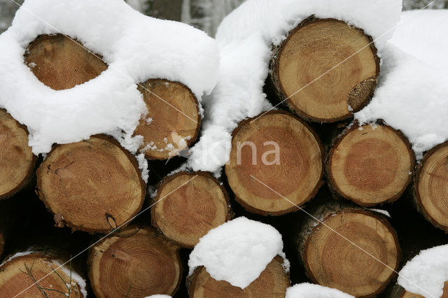 Grove den (Pinus sylvestris)