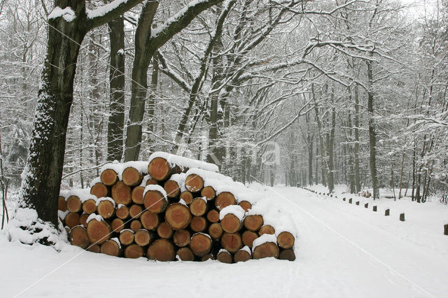 Grove den (Pinus sylvestris)