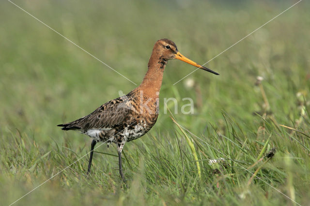 Grutto (Limosa limosa)