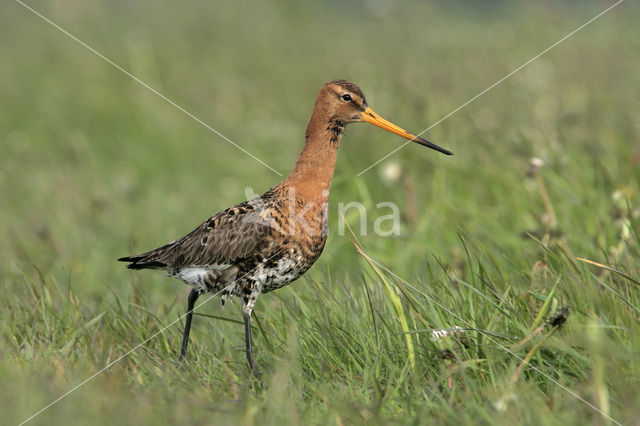 Black-tailed Godwit (Limosa limosa)