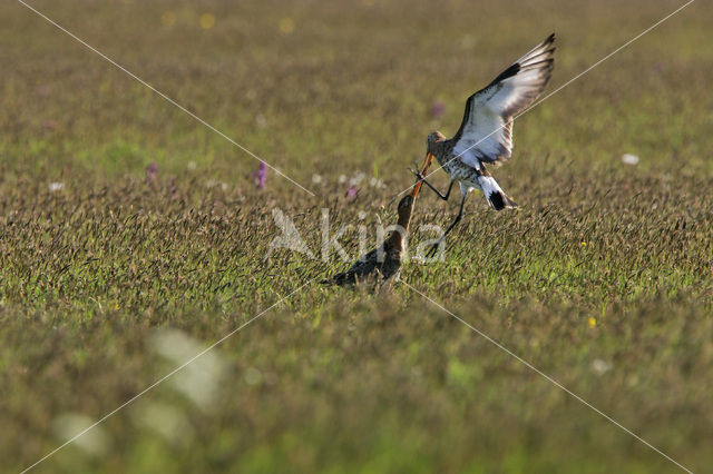 Black-tailed Godwit (Limosa limosa)