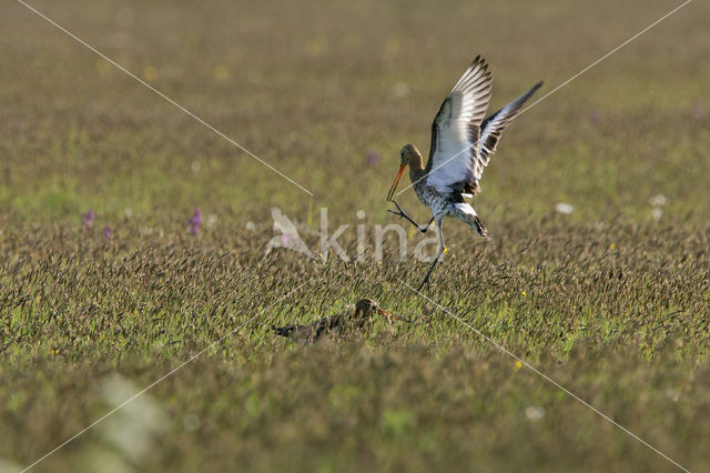 Black-tailed Godwit (Limosa limosa)