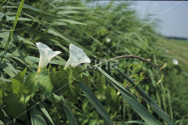 Hedge Bindweed (Convolvulus sepium)