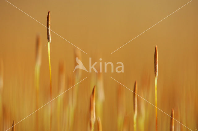 haircap moss (Polytrichum spec.)