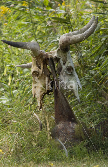 Heck cattle