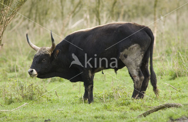 Heckrund (Bos taurus spp)