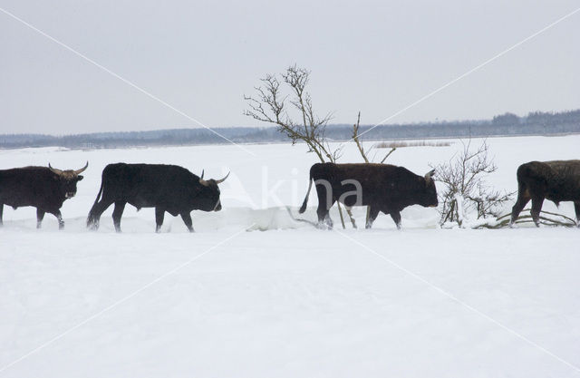 Heckrund (Bos taurus spp)