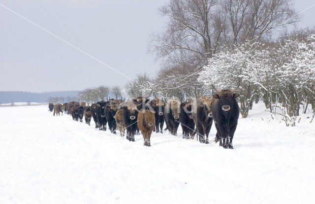 Heck cattle