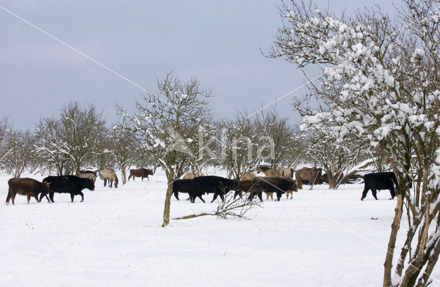 Heckrund (Bos taurus spp)