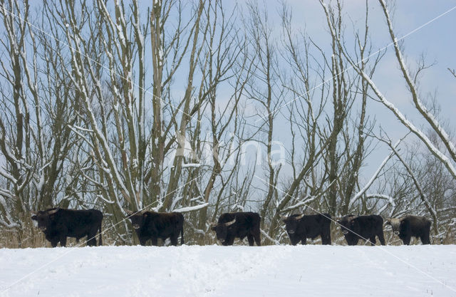 Heckrund (Bos taurus spp)