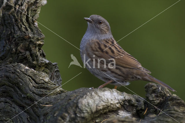 Dunnock