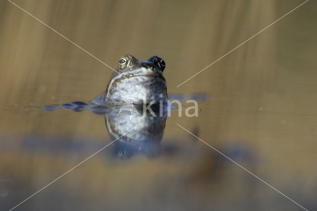 Heikikker (Rana arvalis)