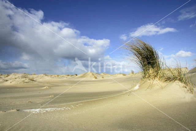 Marram (Ammophila arenaria)