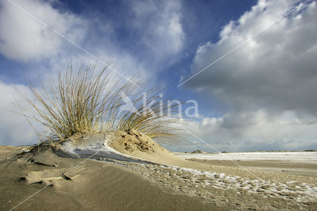 Marram (Ammophila arenaria)