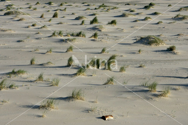 Marram (Ammophila arenaria)