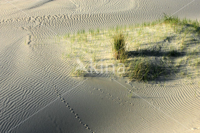 Marram (Ammophila arenaria)