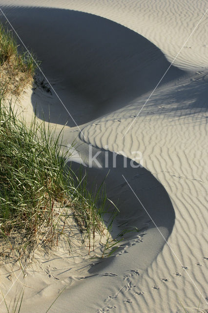 Marram (Ammophila arenaria)