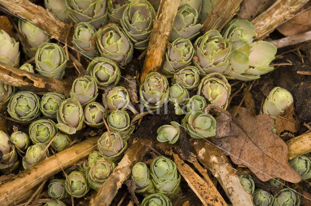 Hemelsleutel (Sedum telephium)