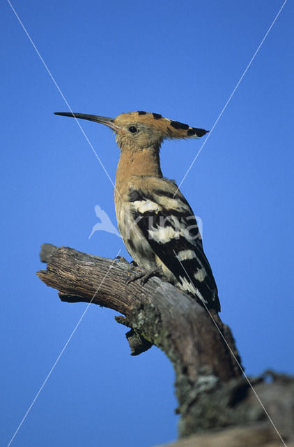 Hoopoe (Upupa epops)