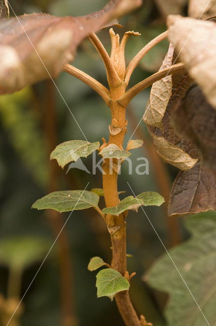 Hortensia (Hydrangea macrophylla spp.)