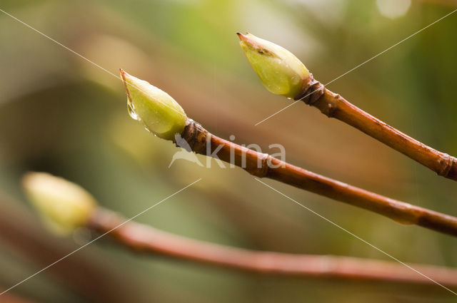 Hydrangea anomala (Hydrangea petiolaris)