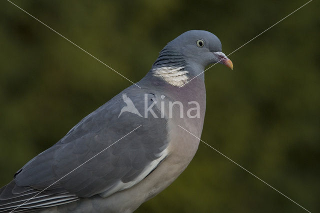 Houtduif (Columba palumbus)