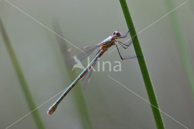 Green Emerald Damselfly (Lestes viridis)