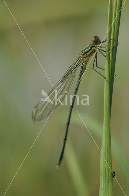 Houtpantserjuffer (Lestes viridis)