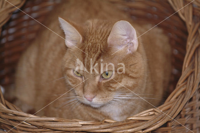 Domestic Cat (Felis domesticus