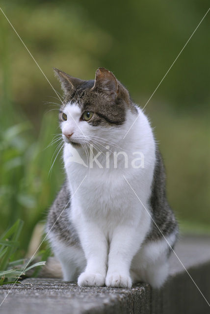 Huiskat (Felis domesticus