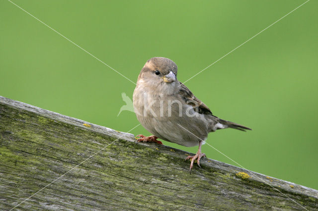 House Sparrow (Passer domesticus)