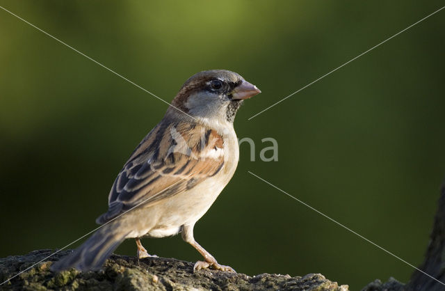 Huismus (Passer domesticus)