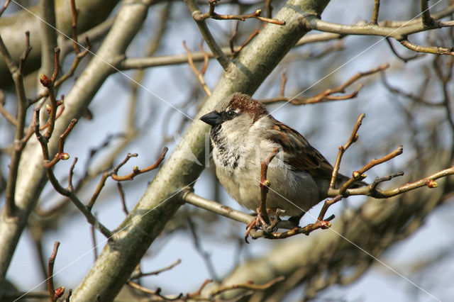 Huismus (Passer domesticus)