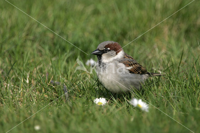 House Sparrow (Passer domesticus)