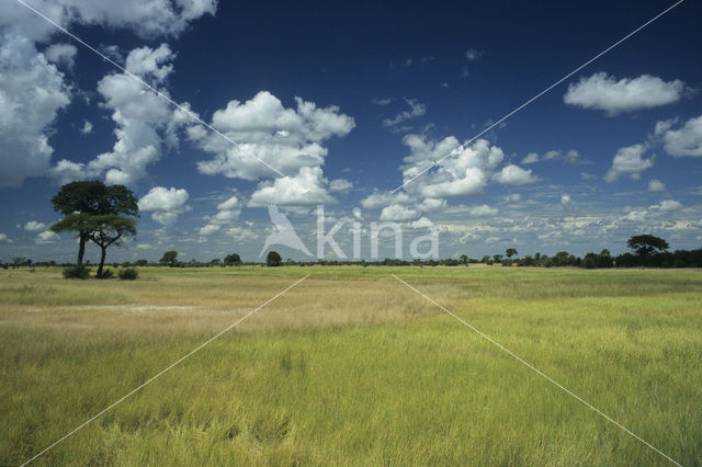 Hwange national park