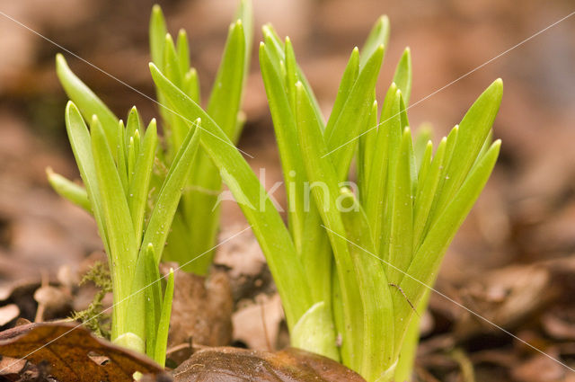Hyacint (Hyacinthus spec)