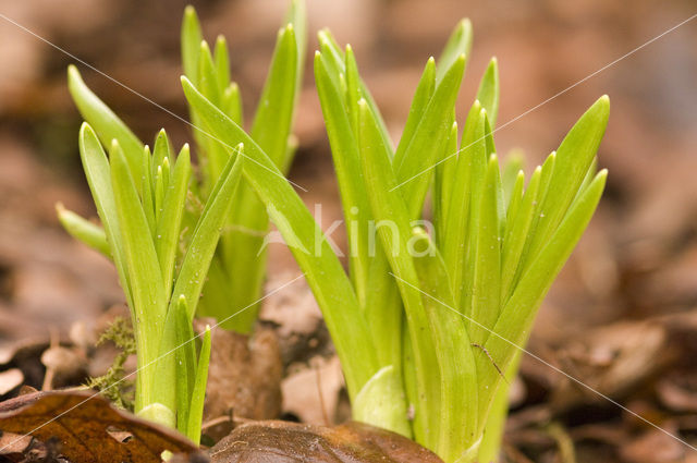 Hyacinth (Hyacinthus spec)