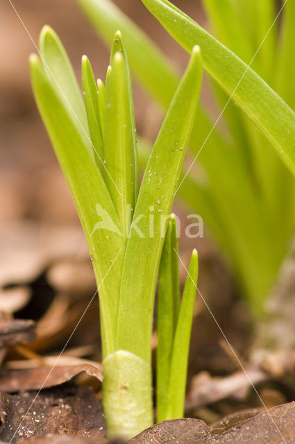 Hyacint (Hyacinthus spec)