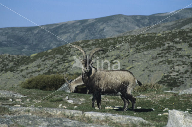 Spanish ibex (Capra pyrenaica)