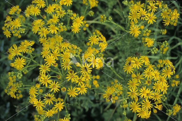 Common Ragwort (Jacobaea vulgaris)